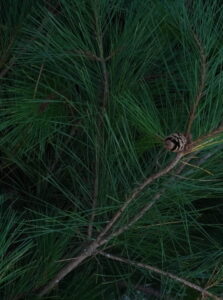 DSC02407 Scaled E1746863788906 223x300