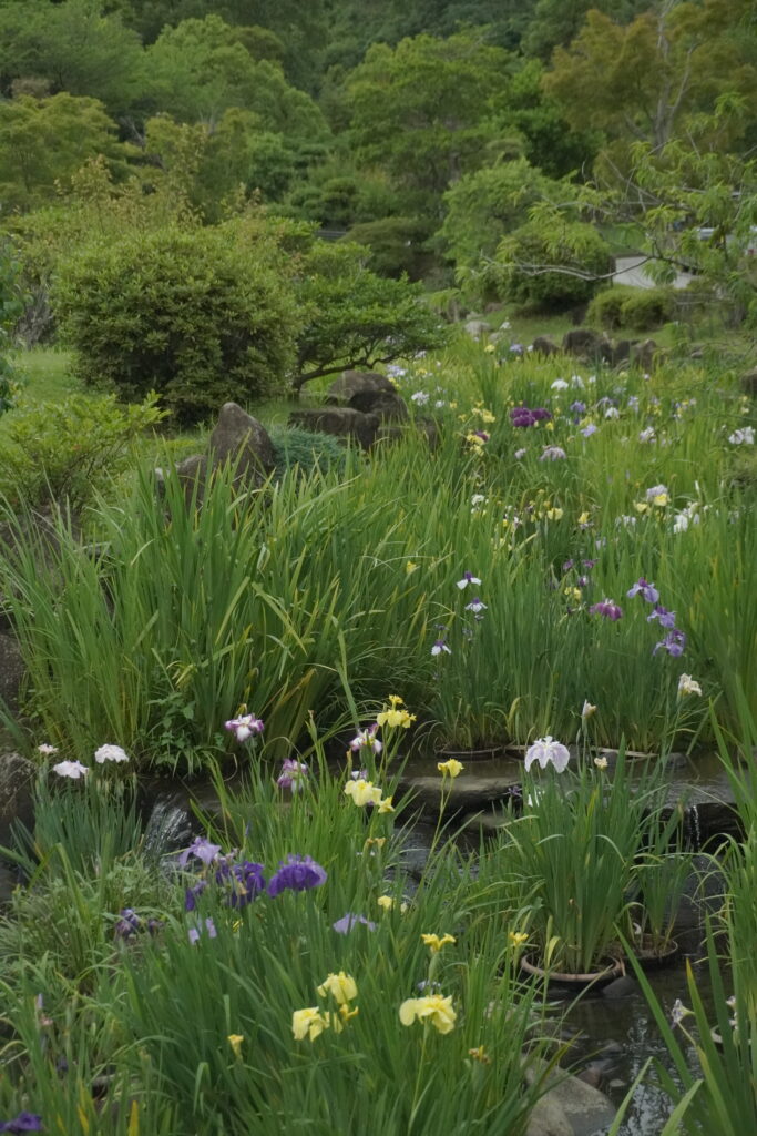 冠山総合公園の菖蒲。菖蒲まつりの時期は小川に菖蒲が咲き乱れている。