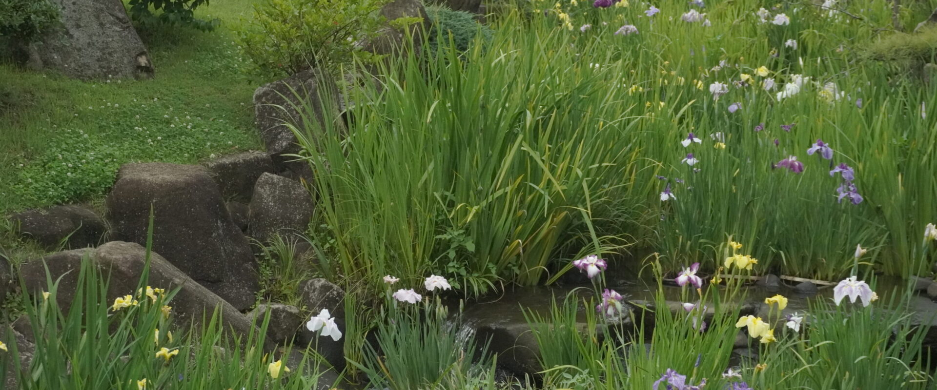 冠山総合公園の菖蒲