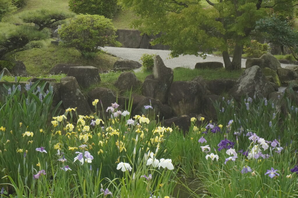冠山総合公園の菖蒲。菖蒲まつりの時期は小川に菖蒲が咲き乱れている。