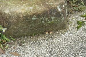 Kanmuriyama Park2.jpg 300x200