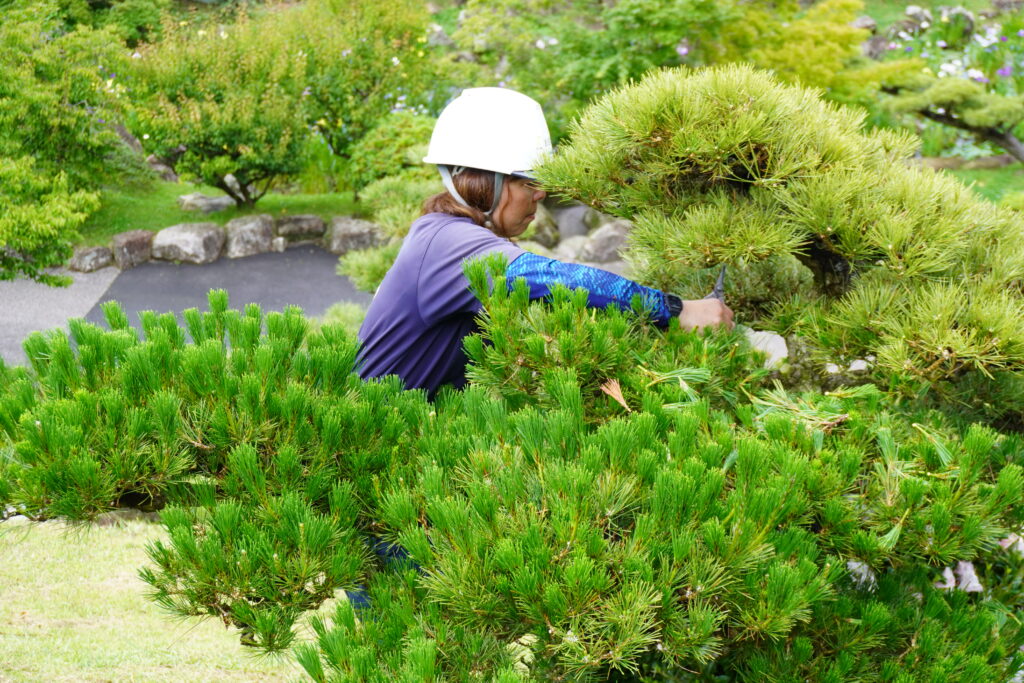 pruning-sentei1.jpg