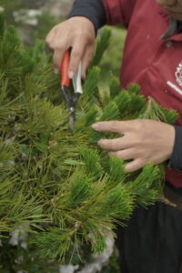 冠山総合公園でマツの芽摘み（剪定）をする職人