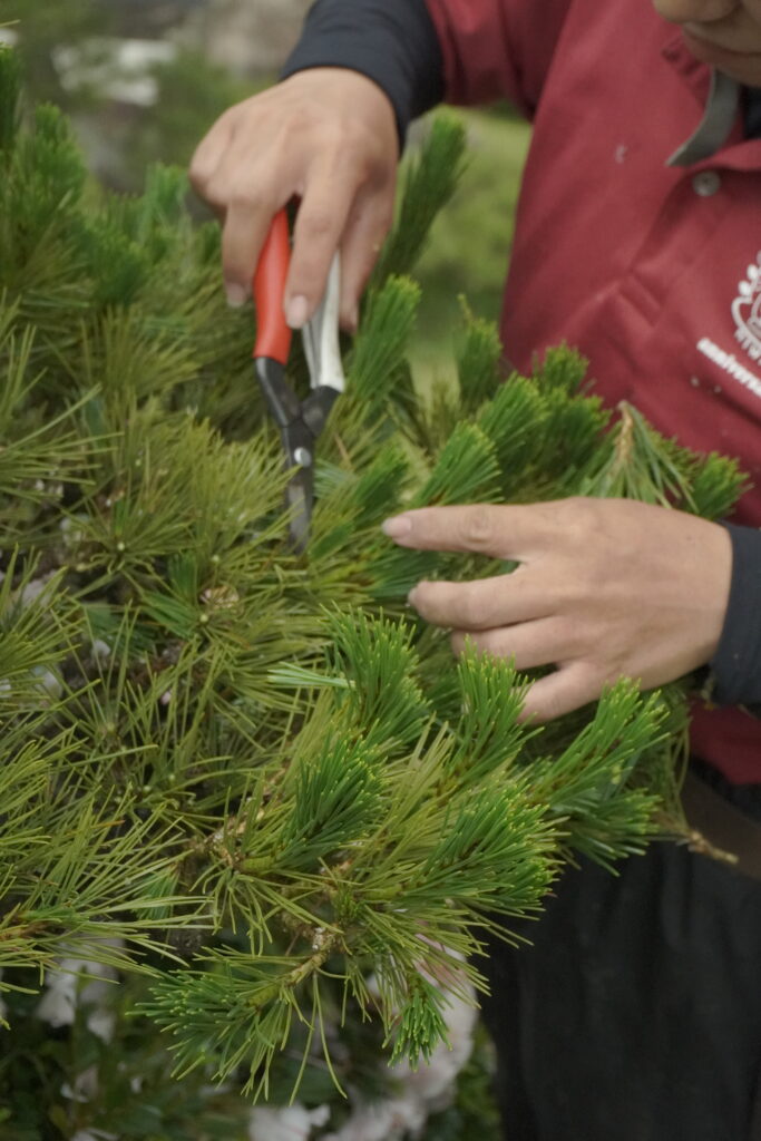光市の庭木剪定・維持管理サービス 施工例