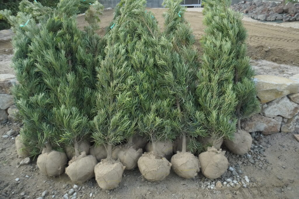 山口県光市のツリーケア・高木剪定作業｜繁農園スタッフ