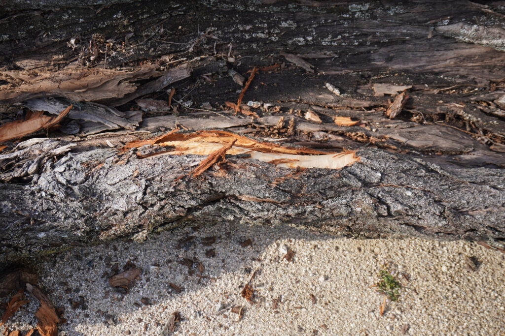 フォレストキーパー 繁農園HP フォレストキーパーの画像。森を管理し、自然との共生を図ります。